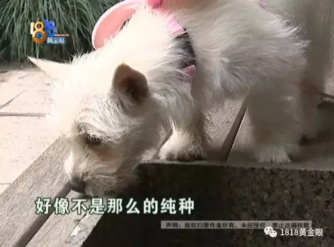 买了公狗收到母狗,卖家说这是“缘分”?