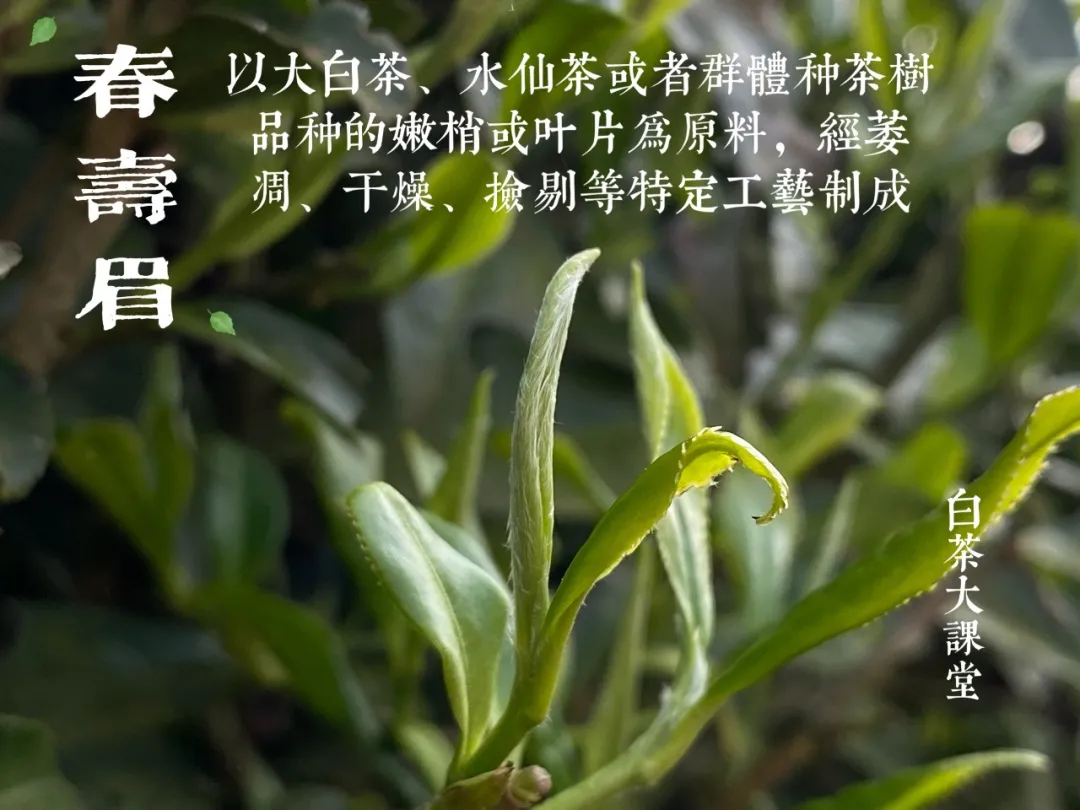 100元一斤的白毫银针,你买吗?看名气买白茶的风气何时能止?