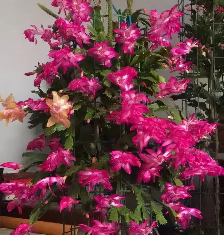 蟹爪兰的养殖方法和注意事项（蟹爪兰用什么肥料最好）