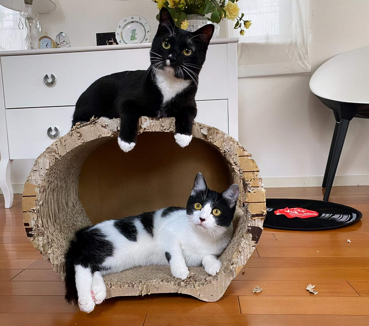 奶牛猫的性格特点（牛奶猫的六个性格特点）