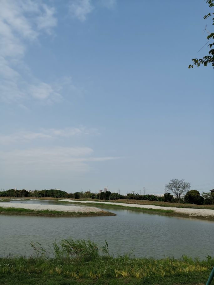 浓烈芬芳  春风十里赏花路  徜徉在广州海珠湿地的花海之中