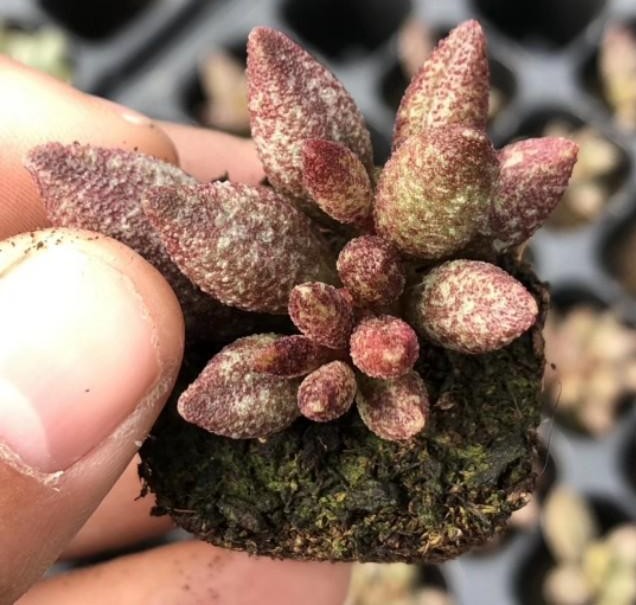 胖嘟嘟的多肉玛丽安水泡,养不对叶片干瘪瘦弱,这么养一年就爆盆