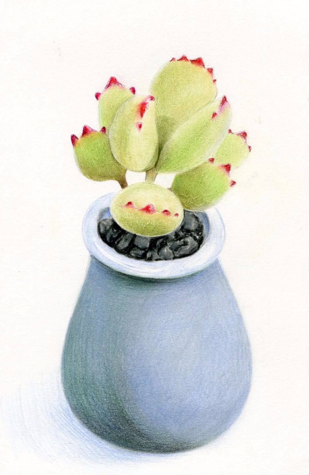 【彩铅手绘】小盆熊童子