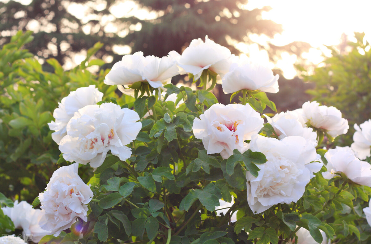 云水蒹葭，淡墨青花，炊烟袅袅几许，棠梨煎雪又落雨