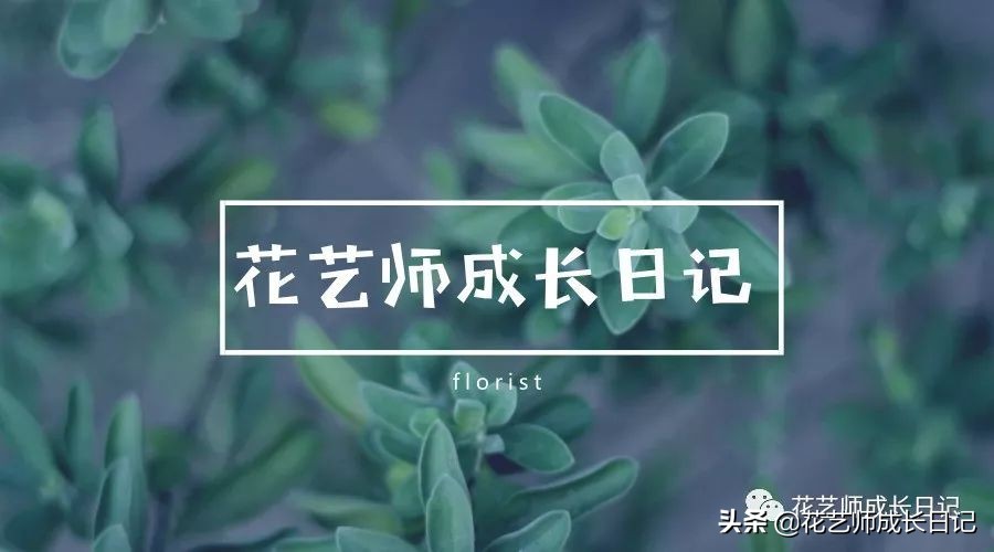 送几朵玫瑰花的含义和意思，66朵玫瑰花代表什么寓意