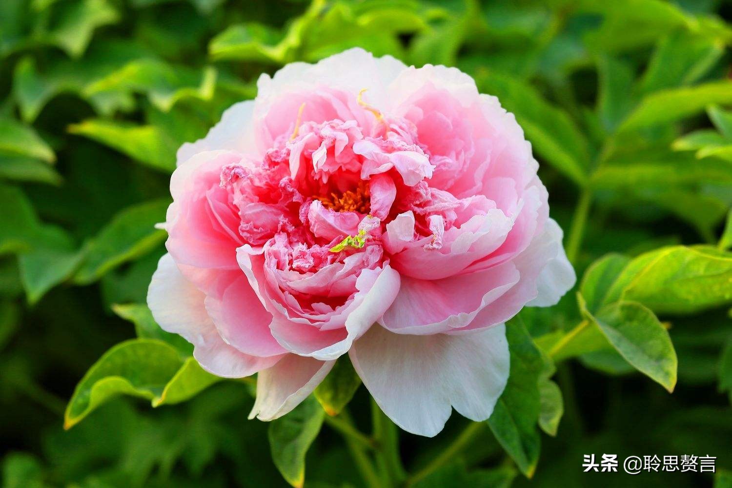 祝福生日的诗句有文化内涵又高雅的生日祝福语