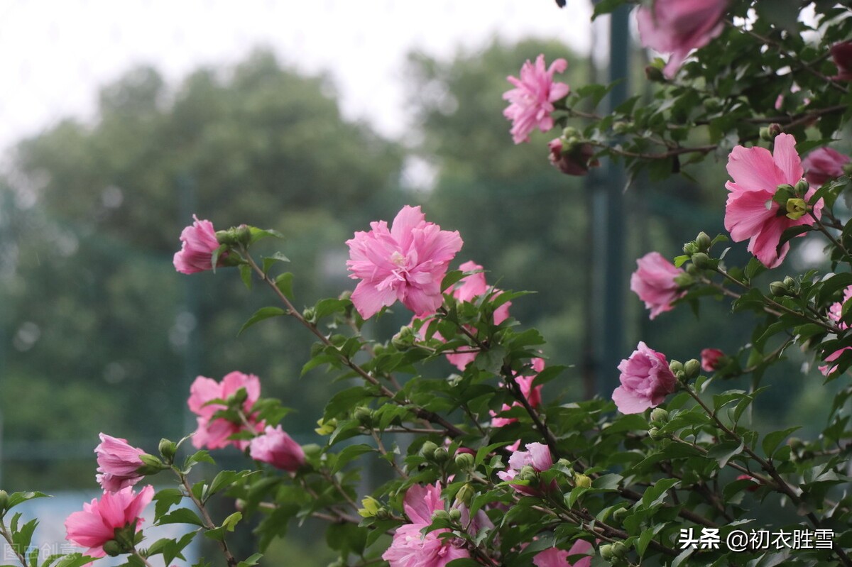 迎接农历五月，走进盛夏与仲夏，七首古诗感受盛夏里的火热与清凉