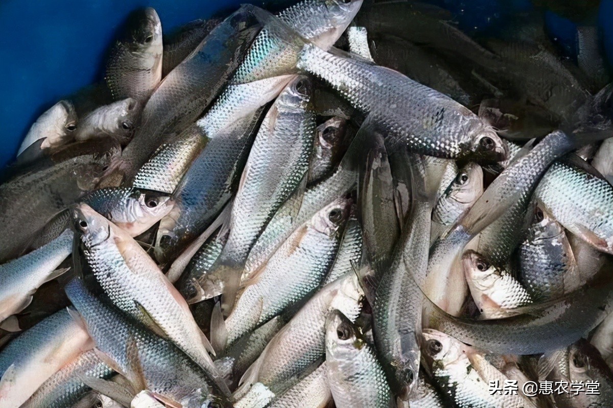 这种经济鱼类,是广东顺德四大家鱼之一,肉质鲜美,同鲤鱼是近亲
