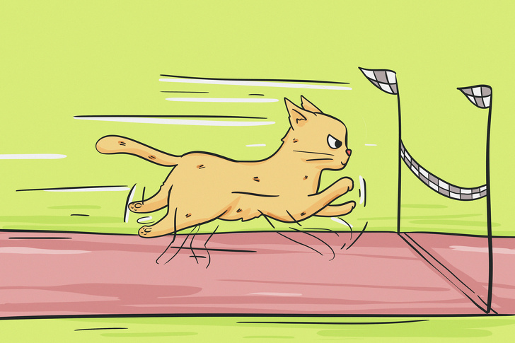 这20条关于猫的冷知识你知道几个