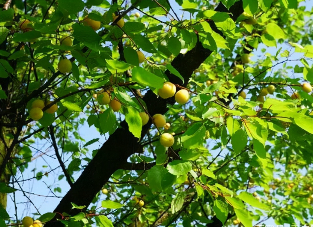 野杏子的功效与作用-我的快乐小窝