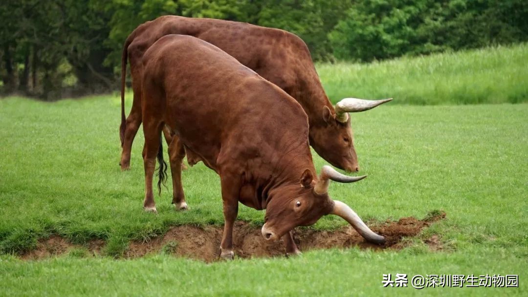 为什么nba球队都用动物命名(为什么NBA球队喜欢用动物命名？)