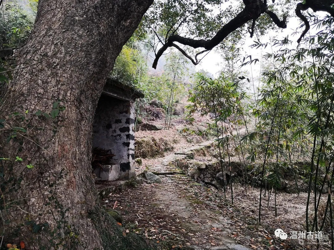 平阳麻步吧（平阳麻步沿口七星山古道环线穿越风景如画）