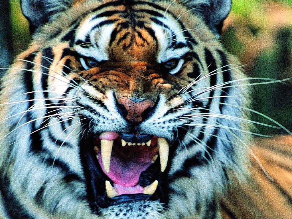 老虎不吃人，为什么这只流窜多国，最终杀了400多人？