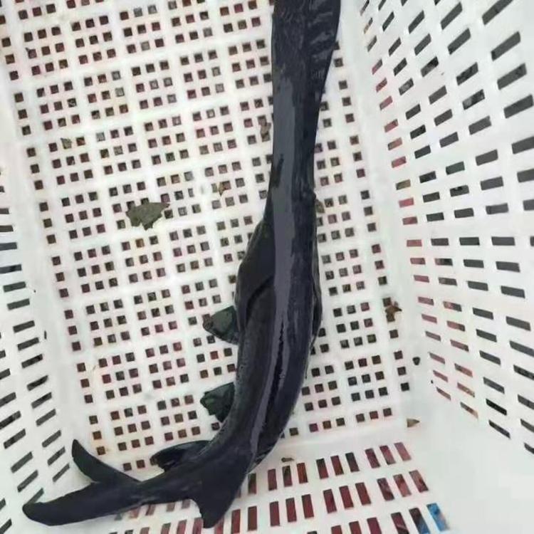 鴨嘴魚魚苗,