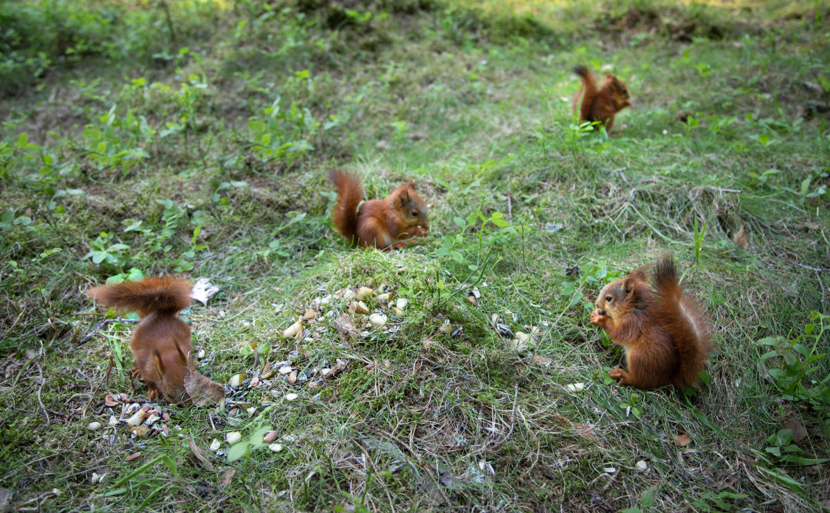 曾经,有个妹子在森林里给4只小松鼠当了一阵子的妈妈