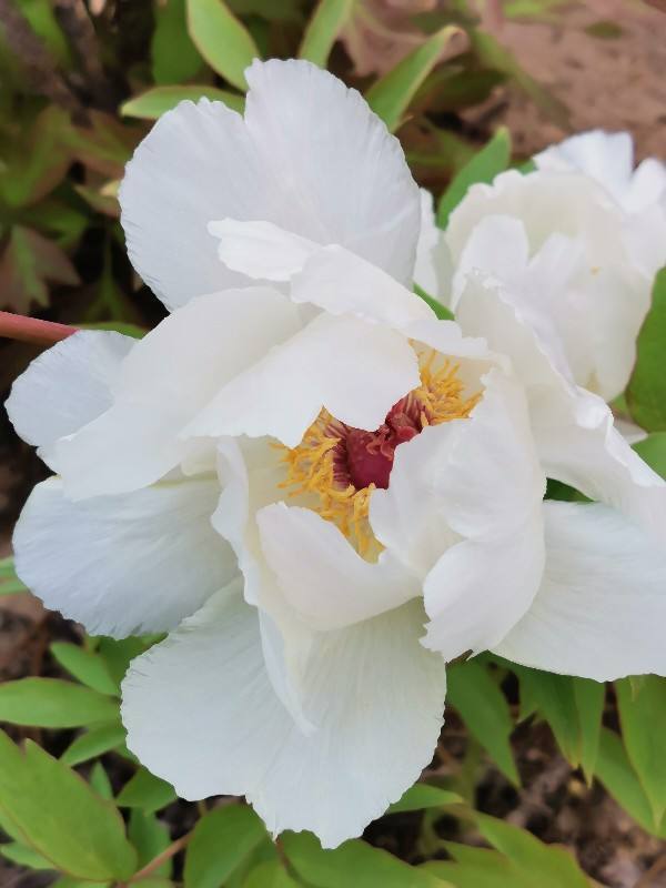 花卉植物有哪些（盘点100种常见花图鉴）