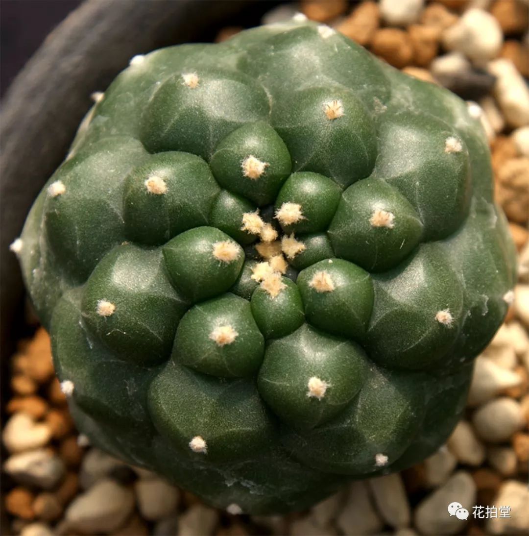 最新 | 多肉植物仙人掌科品种图鉴大全:乌羽玉属