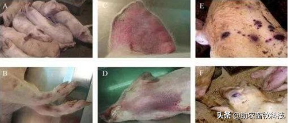 猪场发现疑似感染非洲猪瘟后如何快速控制下来