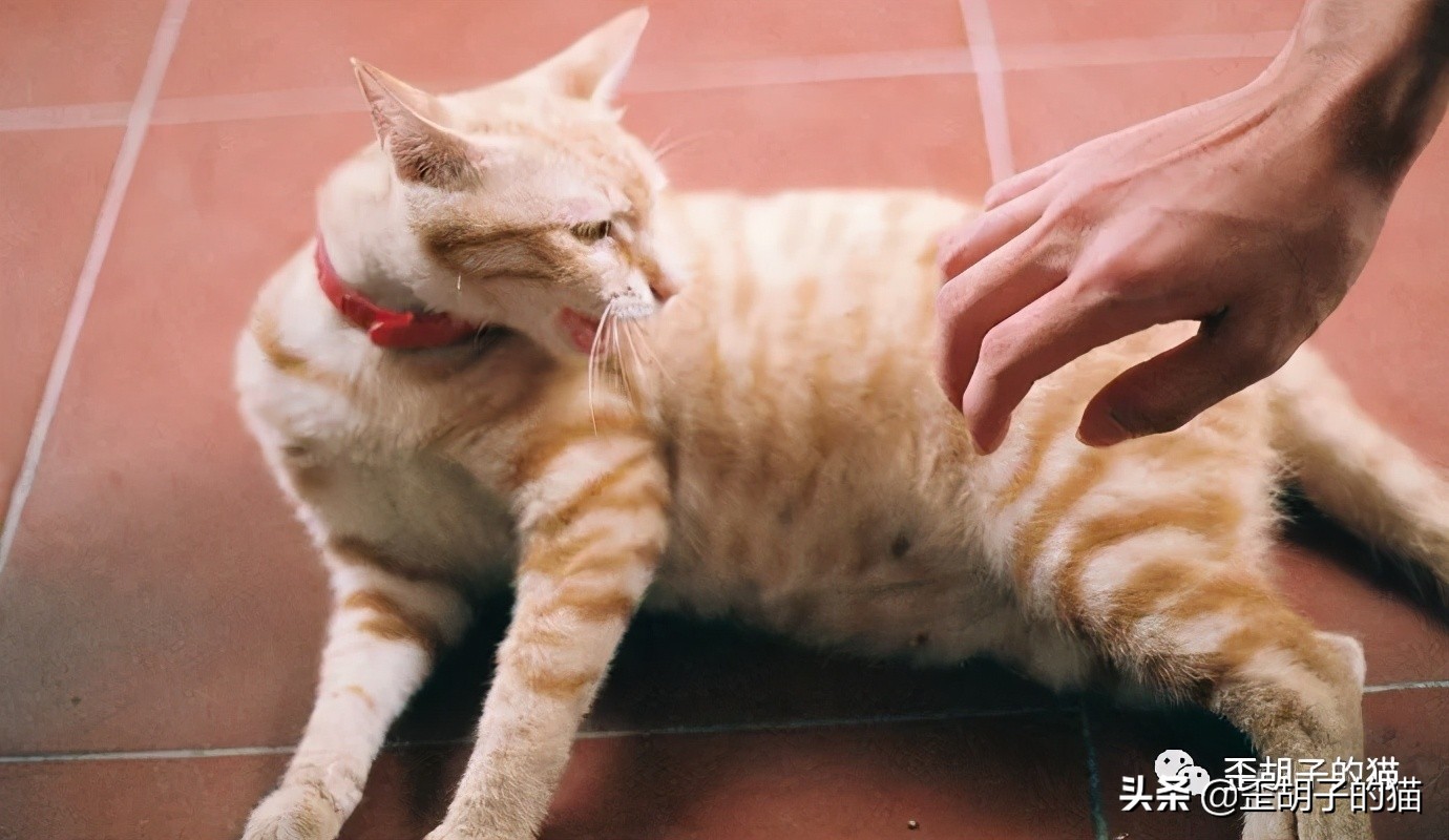 我被猫咪抓伤了，会死吗？《最全猫咪狂犬病脱恐大全》