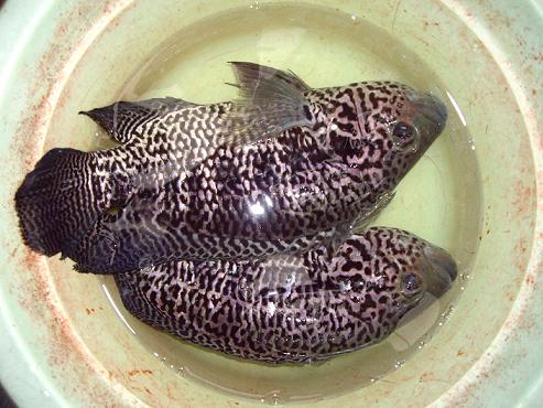 斑鱼种类及图片(野外泛滥的入侵物种) - 赤虎壹号