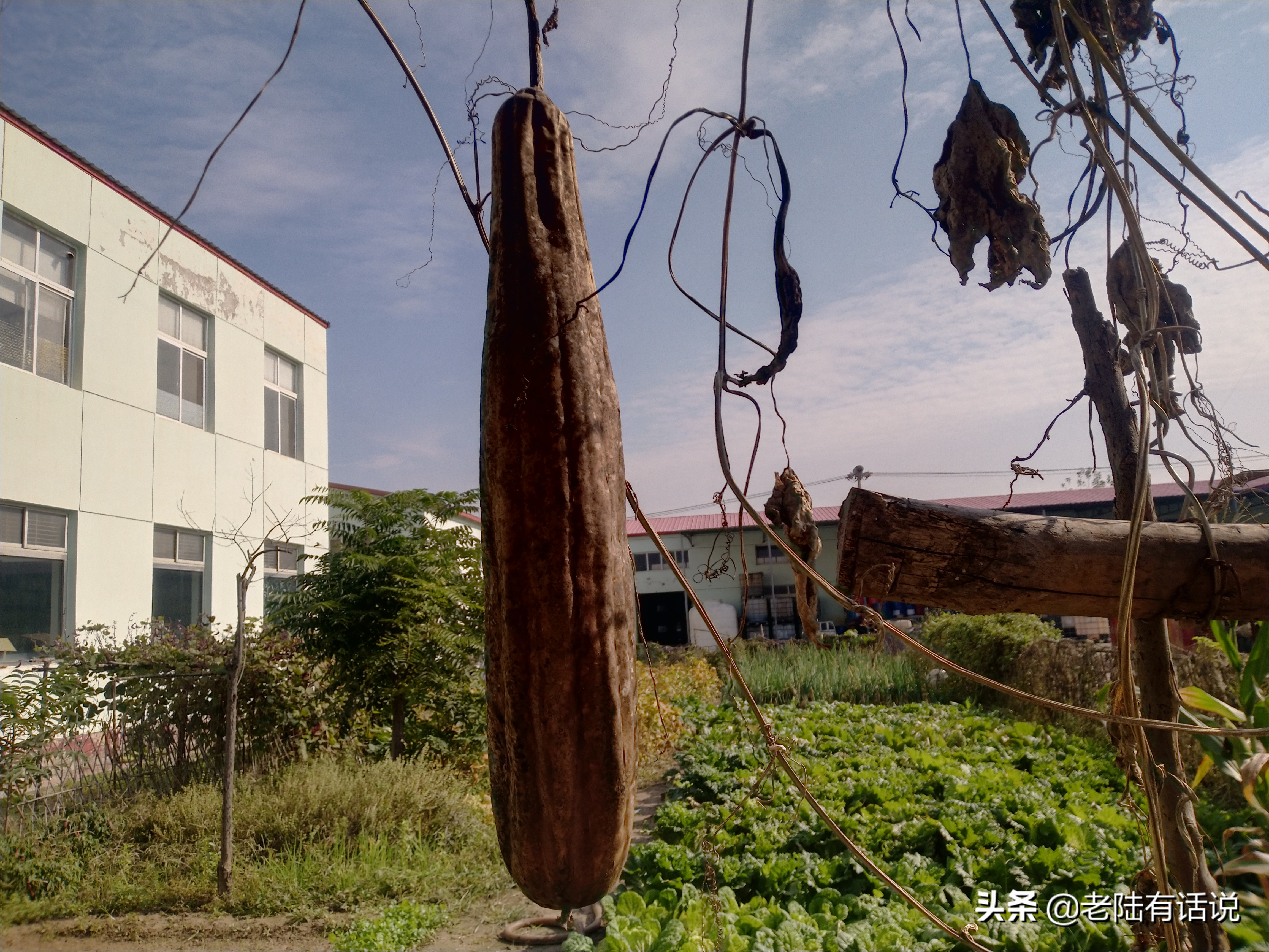 我的城市小菜园，我的田园之梦，金秋收获绿色食品