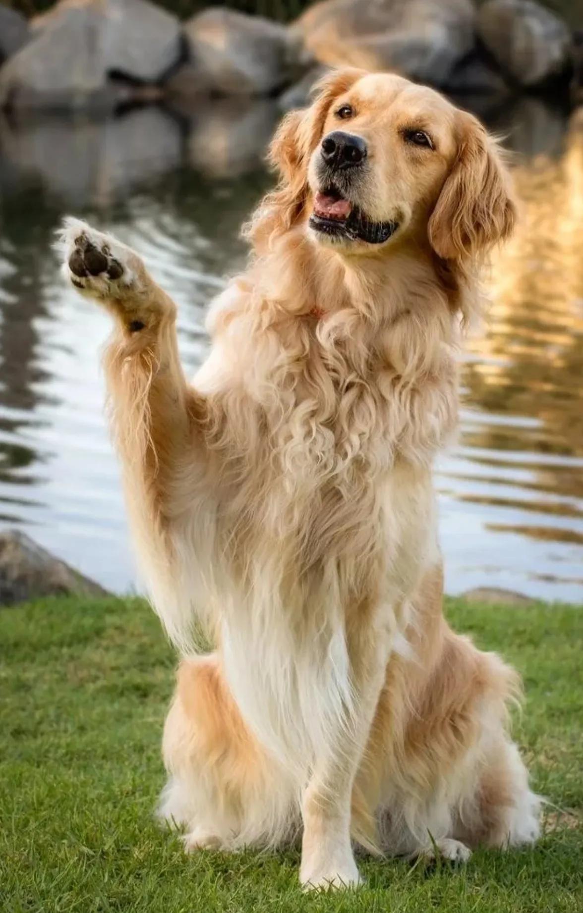 金毛猎犬,天使灵魂的医疗助手,英雄性格的救护队员