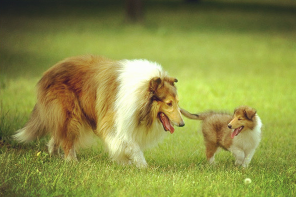 優點1:耐力好因為犬種本身是工作犬的關係,最早蘇格蘭牧羊犬都是為了