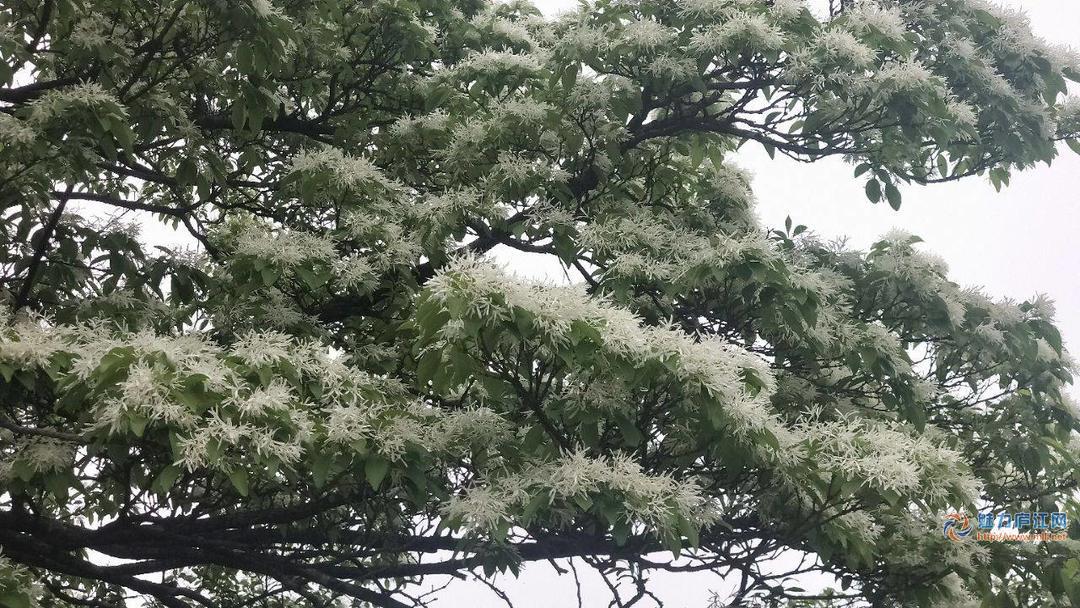 春来发几枝，又见流苏花