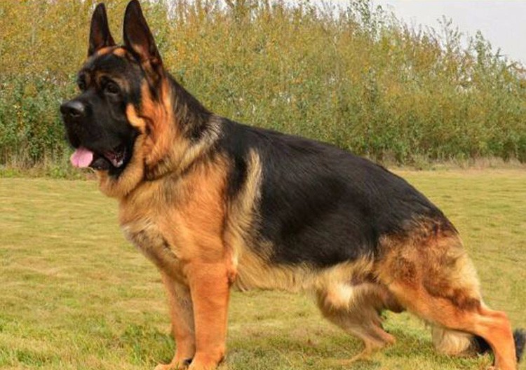 高加索犬圖片,高加索犬圖片價(jià)格