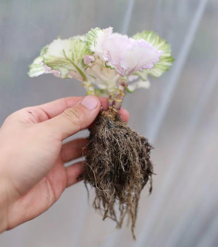 碰碰香摘摘叶，养出大粗枝，阳台开满小紫花！