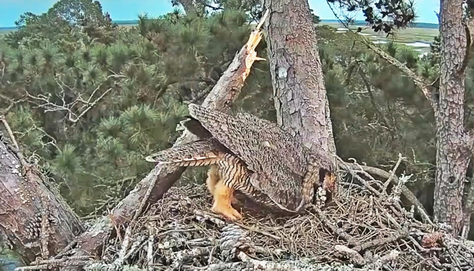 猫头鹰从不自己筑巢，都是抢，为什么？战斗力爆表，是鹰的天花板