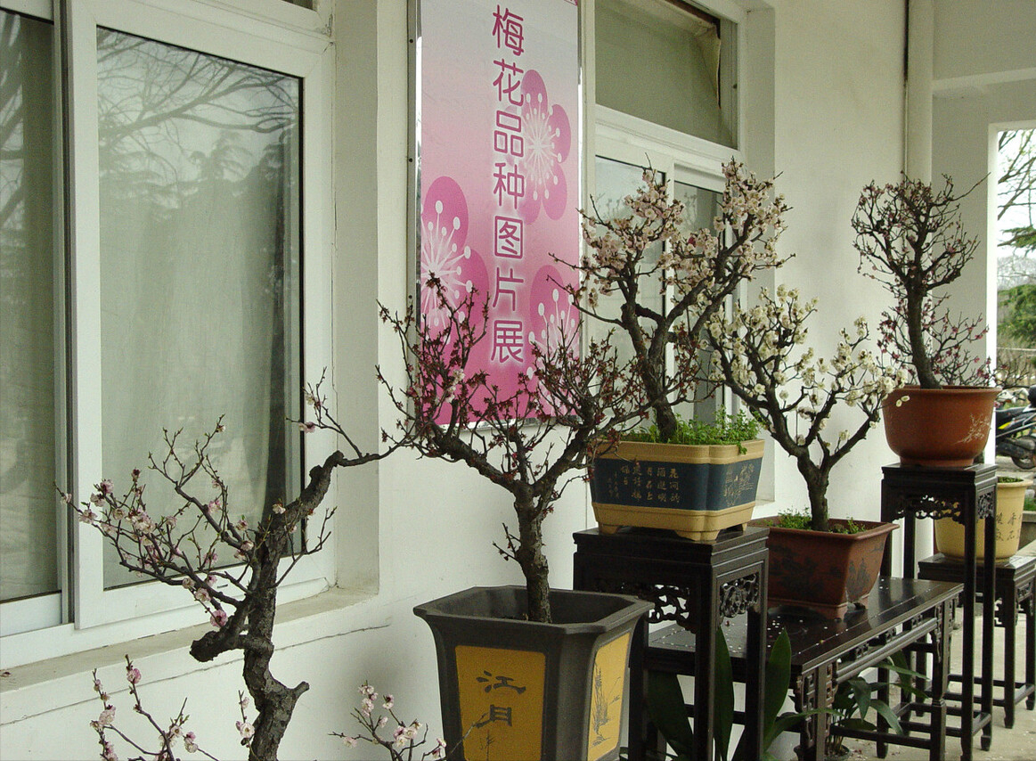 九种“吉祥树”，越老越值钱，越养越“富贵”