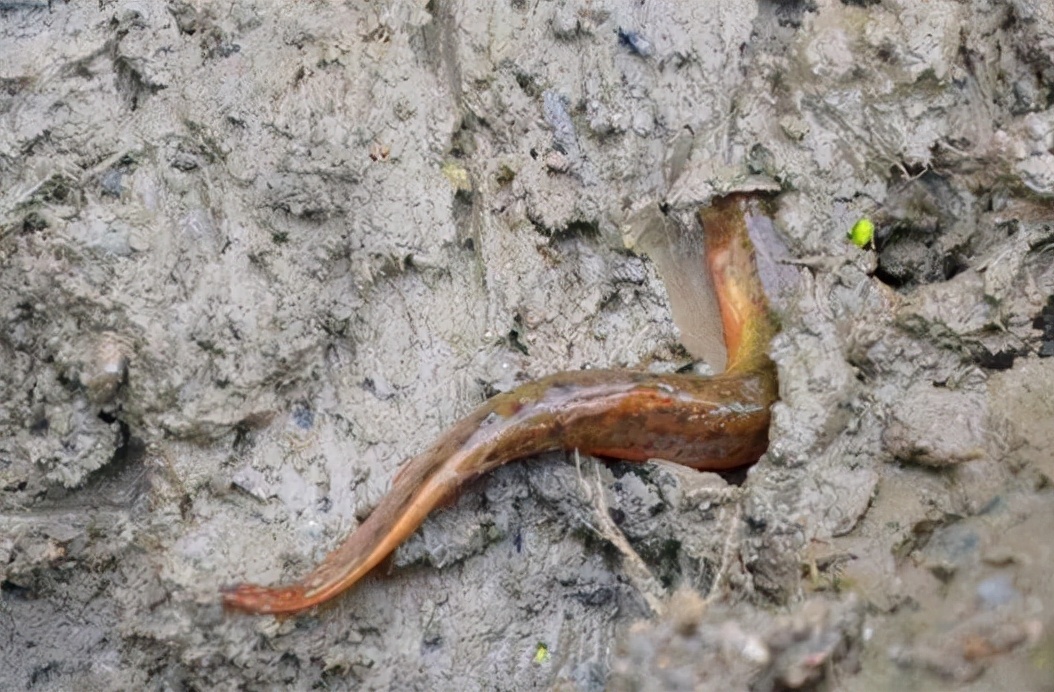 出淤泥而不染的泥鳅,内脏都能吃,被誉为"水中人参",野生难觅
