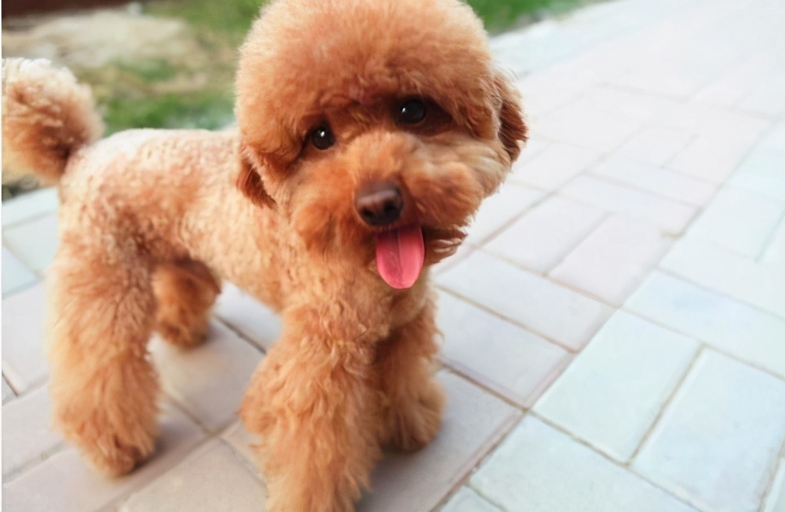 泰迪饲养的六个方面:不懂的铲屎官,看过来