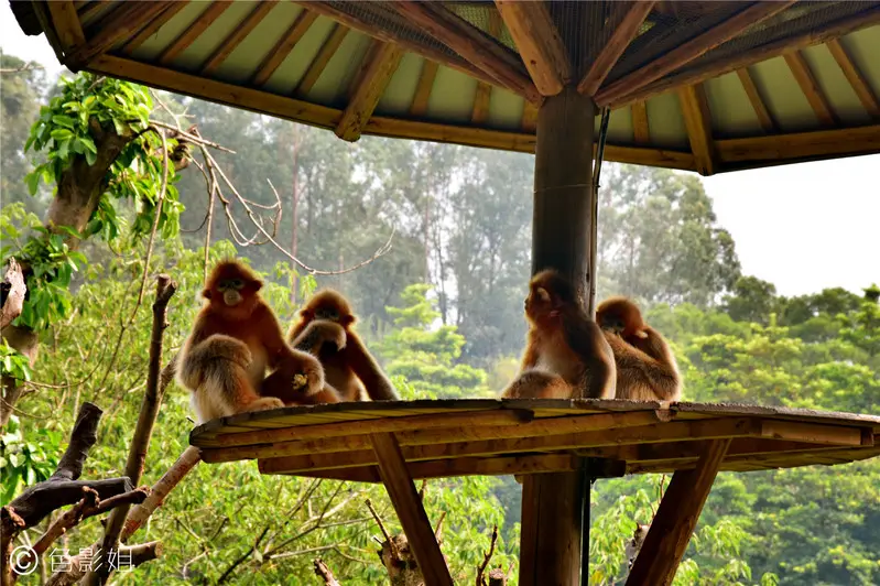 长隆欢乐世界旅游攻略景点必去（三天三夜欢乐长隆之旅）