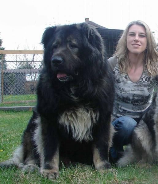 最凶猛的狗，世界十大恶犬排行榜！世界第一猛犬有多厉害？