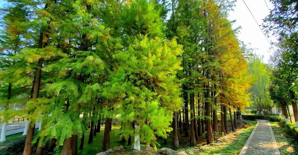 比九寨静美，比四明山低调，原来南京还藏着这么多红水杉秘境