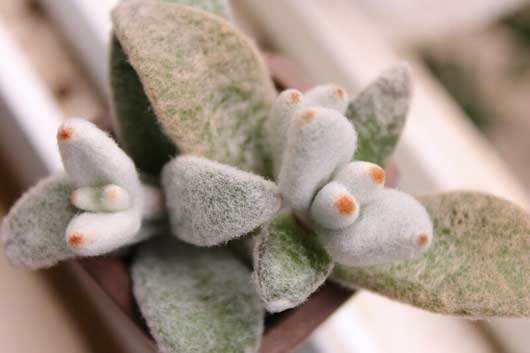 多肉植物中的可爱担当,兔耳家族
