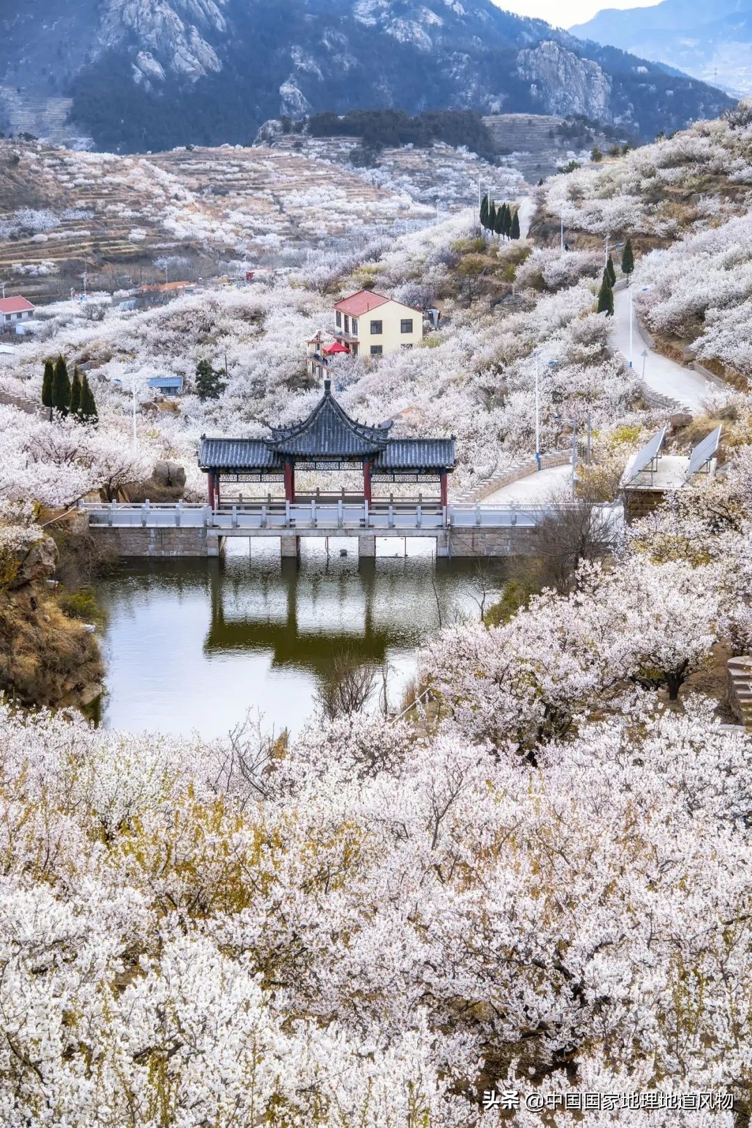 小白杏、大接杏、水蜜杏......中国到底哪里的杏子最好吃？