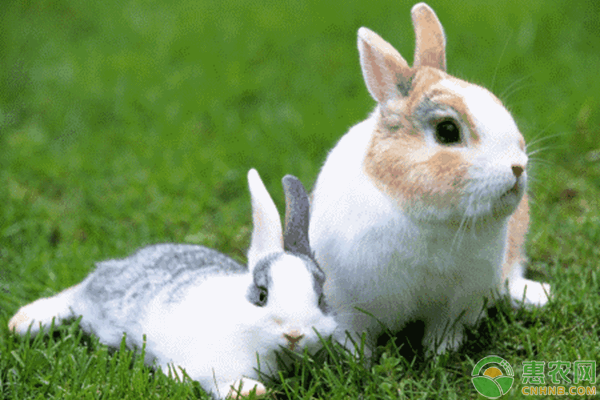 2019年兔子最新价格多少钱一只？兔子肉是发物吗？如何保存？