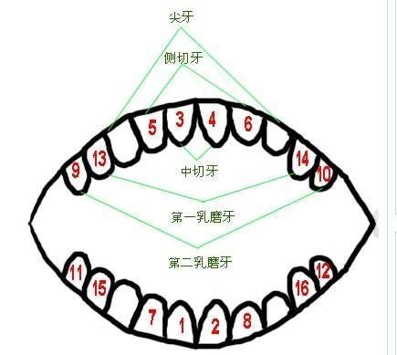 宝宝不管先长哪颗牙齿,这都是因人而异的,家长们不必担心