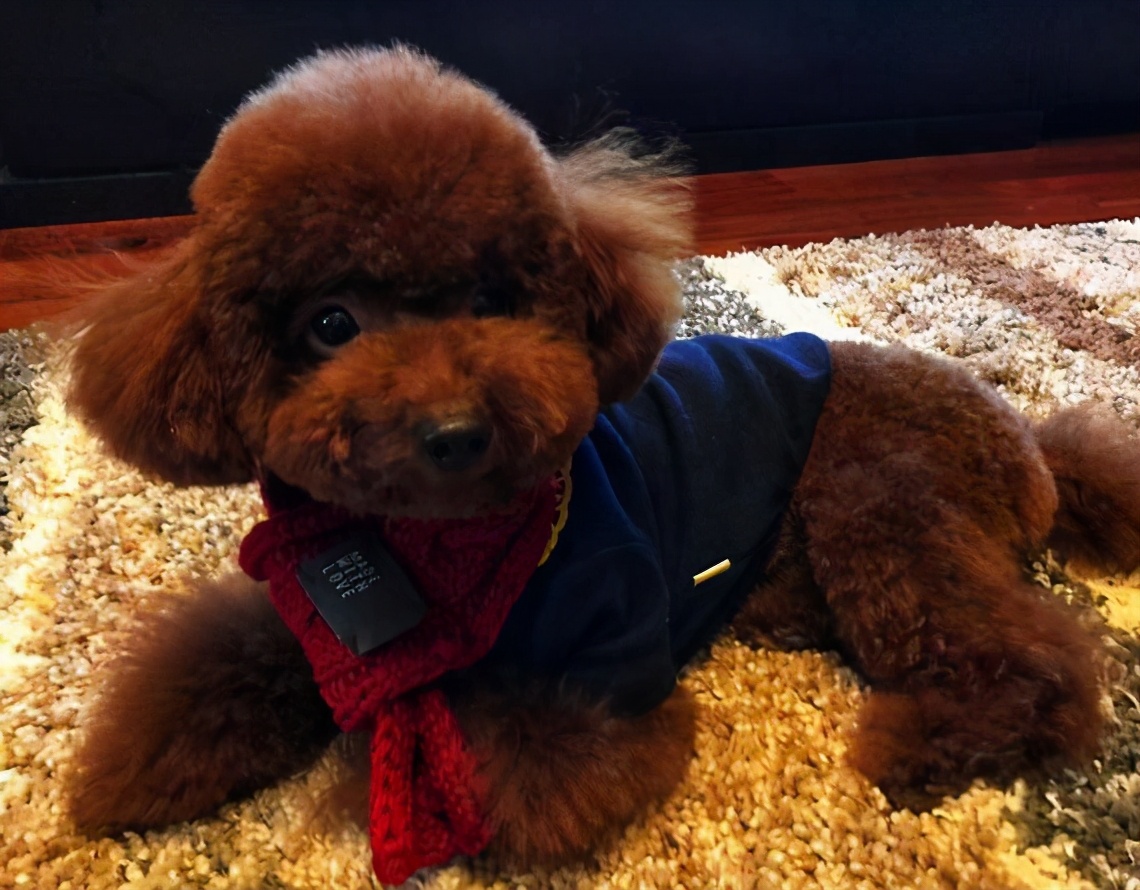 泰迪犬长"白毛"是怎么回事,该怎么解决?