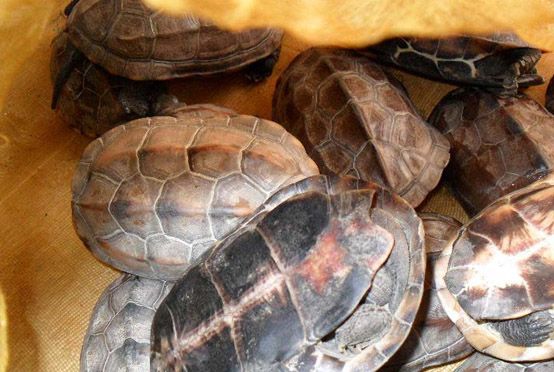 野生山乌龟图片(深山捡到一群) - 赤虎壹号