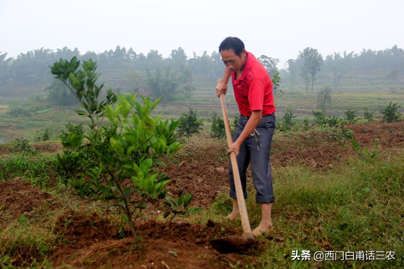 新土地法：禁止在基本农田里栽树，已栽种多年咋处理？早看早知道