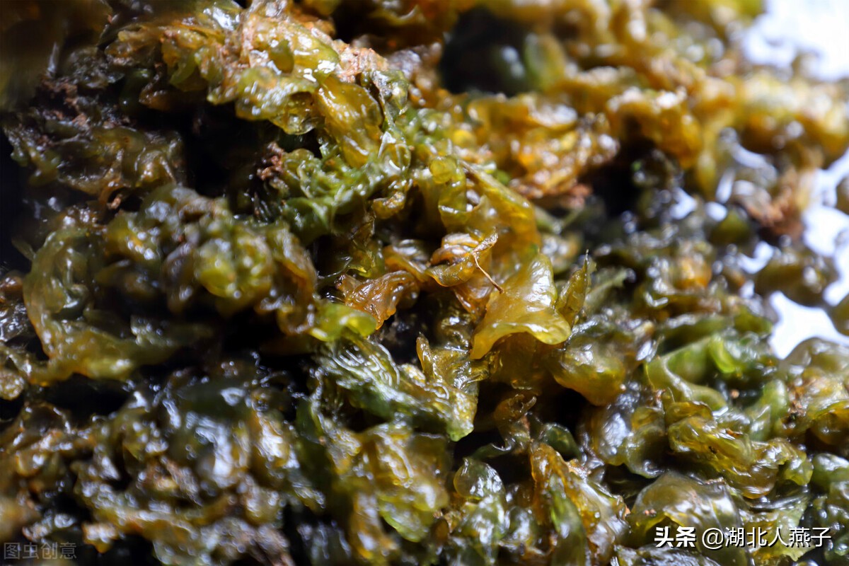 39种野菜图片，教你认识不同的野菜和吃法，你想要的野菜这里都有