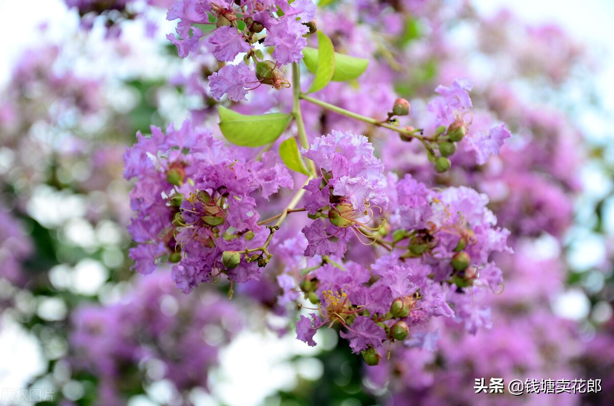 紫薇花的寓意和象征意义，你知道吗？这是一个古老的传说