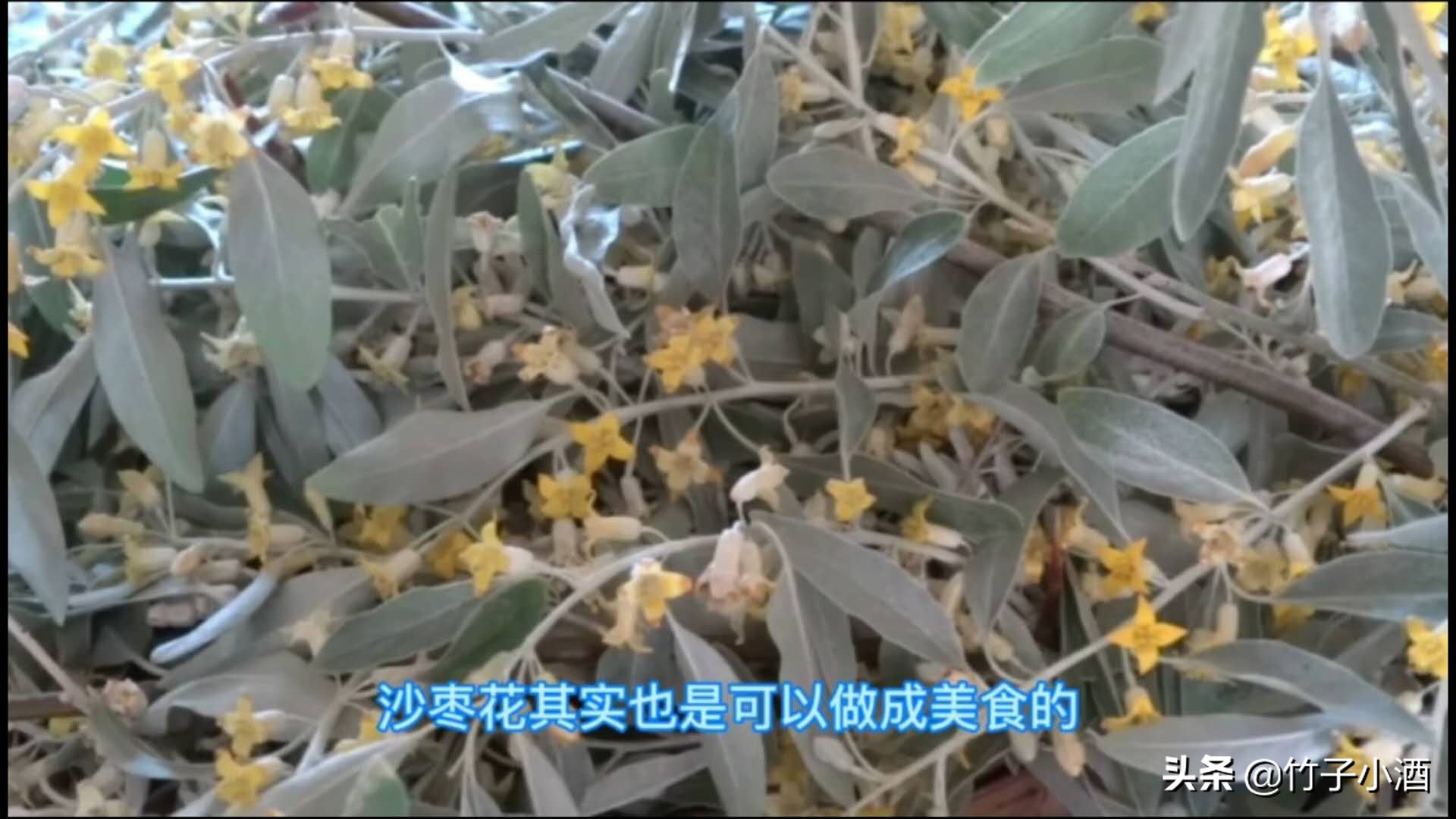 沙枣花的作用与功效（了解沙枣花的食用方法）