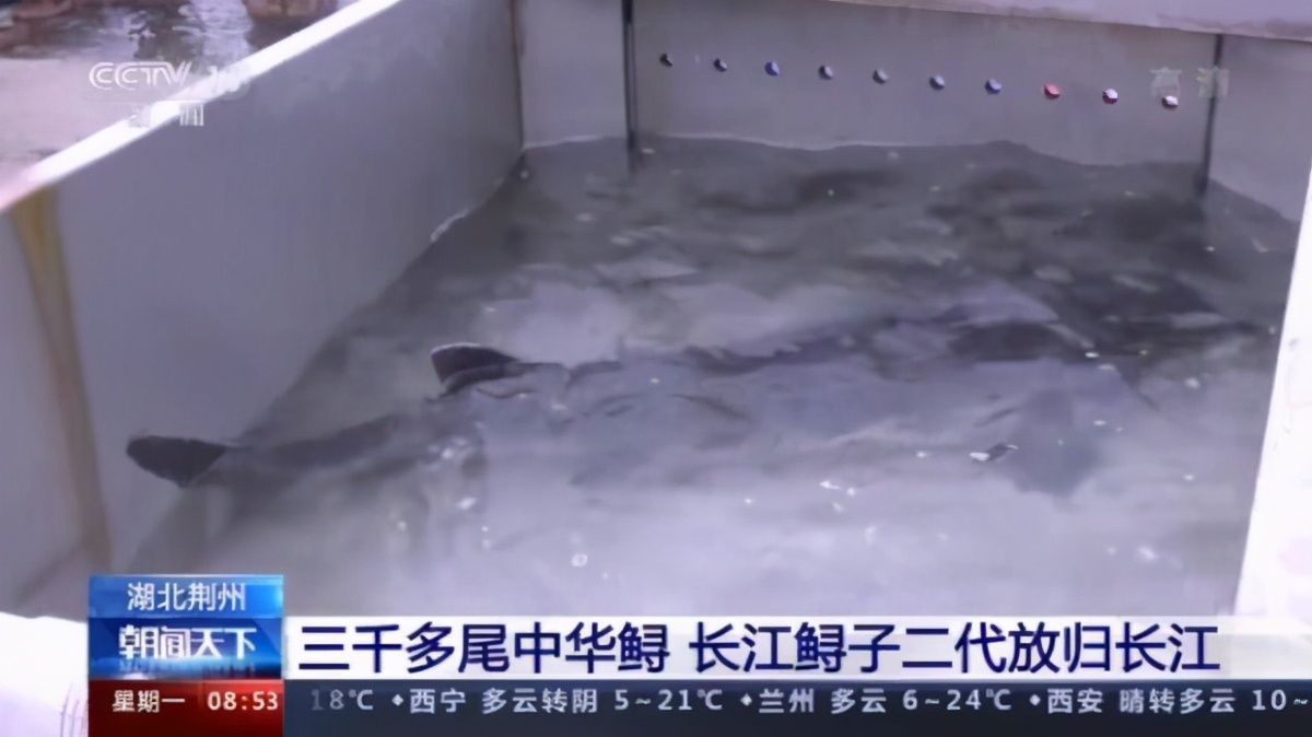 三峡水库蓄水18年，已成鱼儿天堂，水库中的鱼最大有多大？