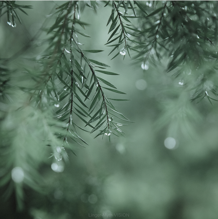 雨天做后期，还得绿一点