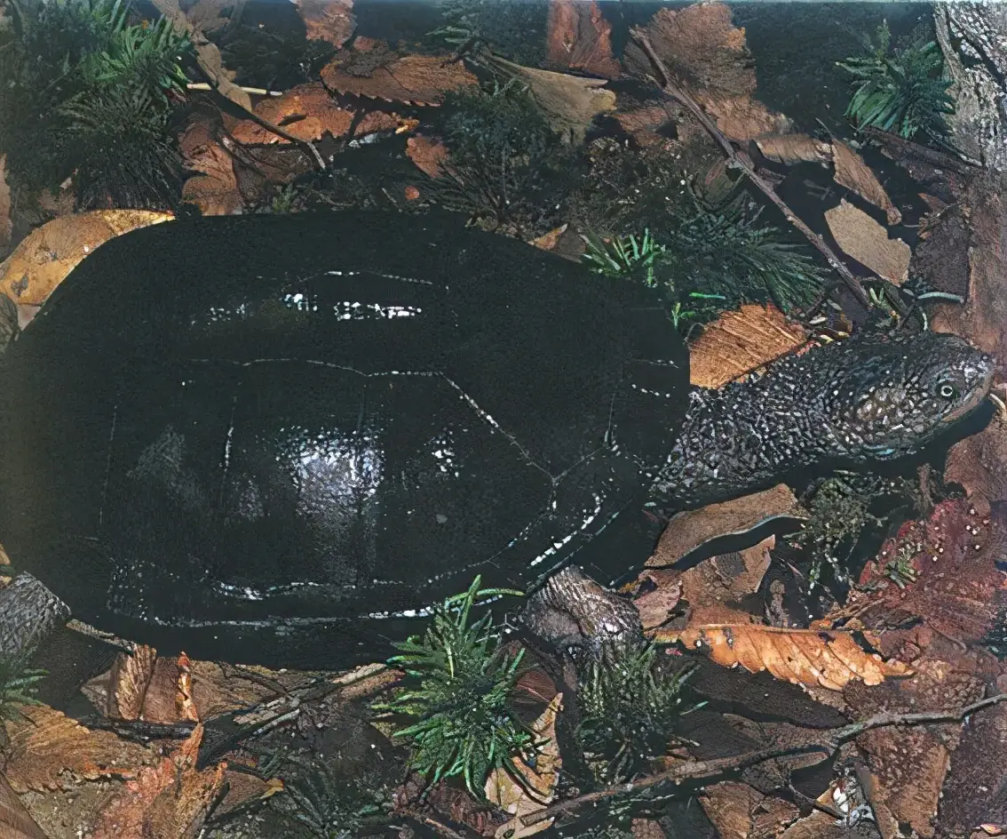 乌龟的种类图片及名称（乌龟的品种图片）